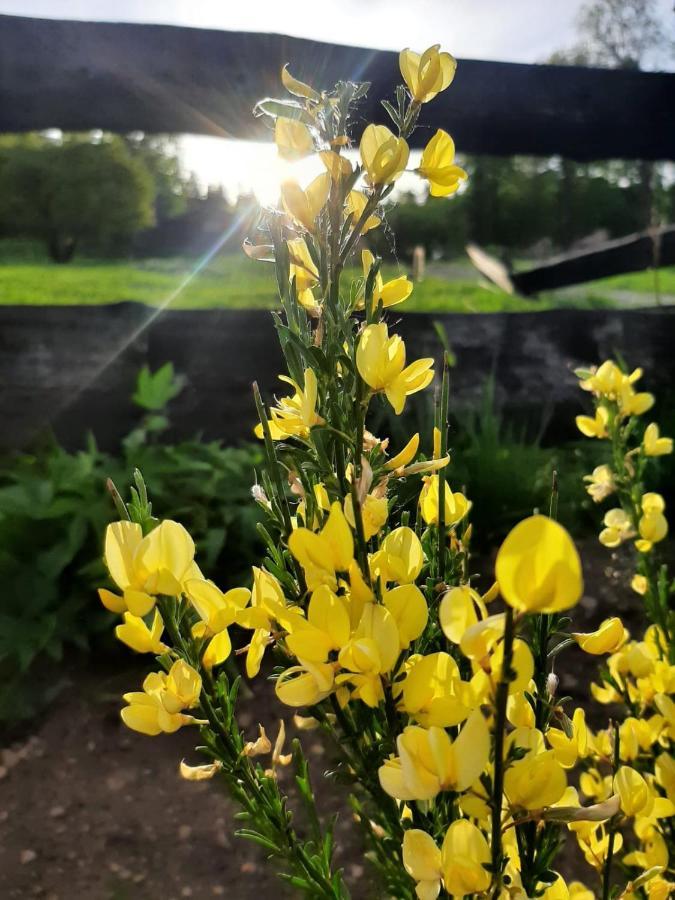 Domek Maly Czar Czarnow  Esterno foto